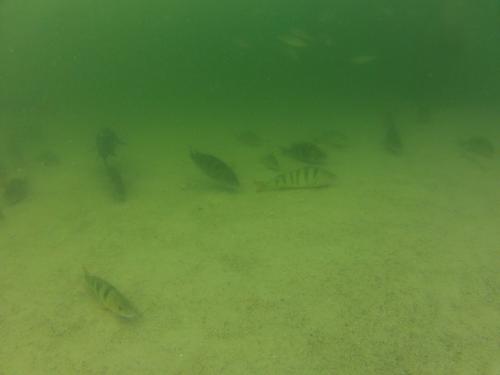 Płotki - Lipiec 2014