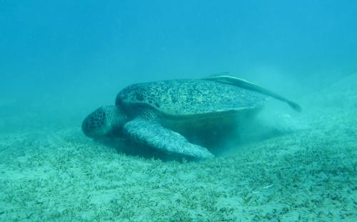 Wyprawa MARSA ALAM 2017