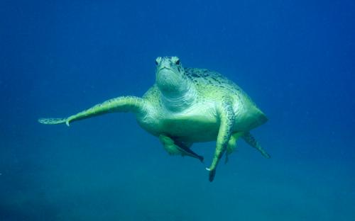 Wyprawa MARSA ALAM 2017